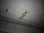 Agriphila tristella