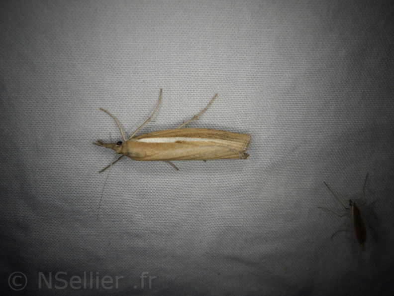 Chasse Aux Papillons - Neauphe-sous-Essai - 15-08-2020 - Agriphila tristella (82).JPG