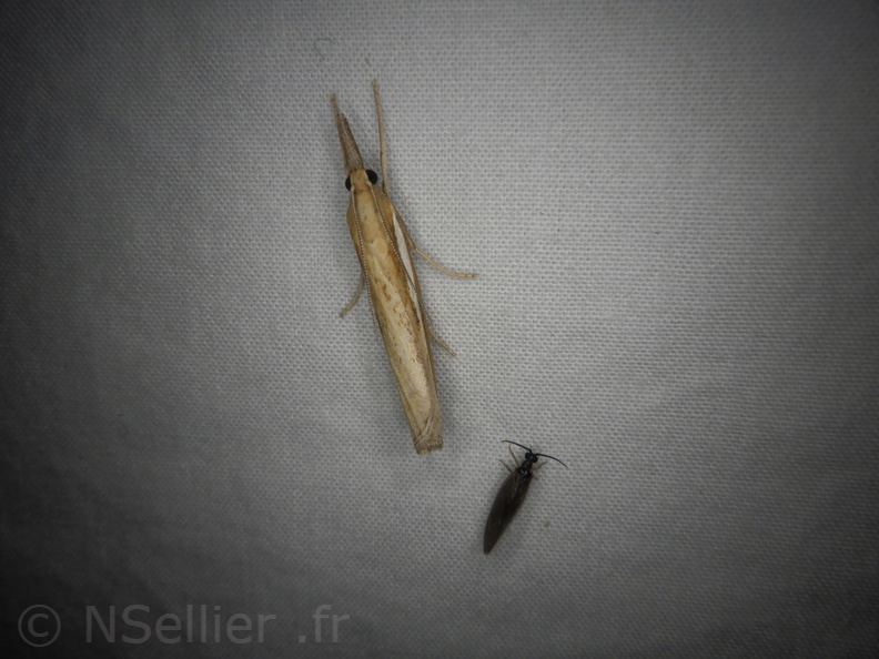 Chasse Aux Papillons - Neauphe-sous-Essai - 15-08-2020 - Agriphila tristella (150).JPG