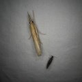 Agriphila tristella