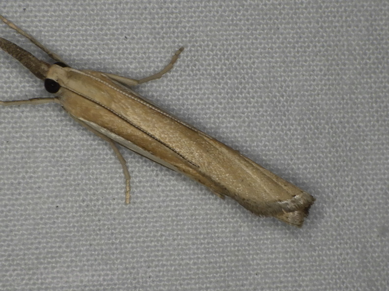 Chasse Aux Papillons - Neauphe-sous-Essai - 15-08-2020 - Agriphila tristella (175).JPG