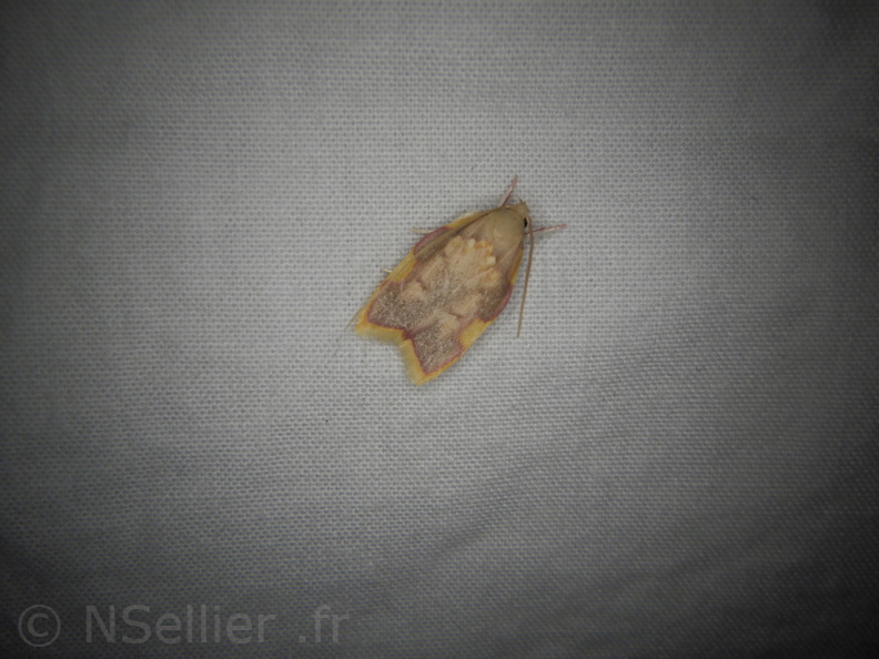 Chasse Aux Papillons - Neauphe-sous-Essai - 15-08-2020 - Carcina quercana (83).JPG