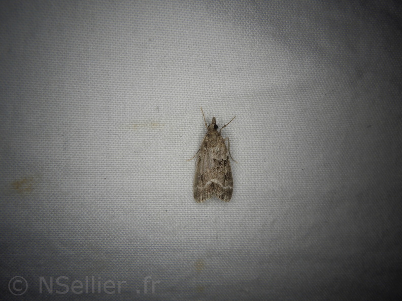 Chasse Aux Papillons - Neauphe-sous-Essai - 15-08-2020 - Eudonia mercurella  (28).JPG