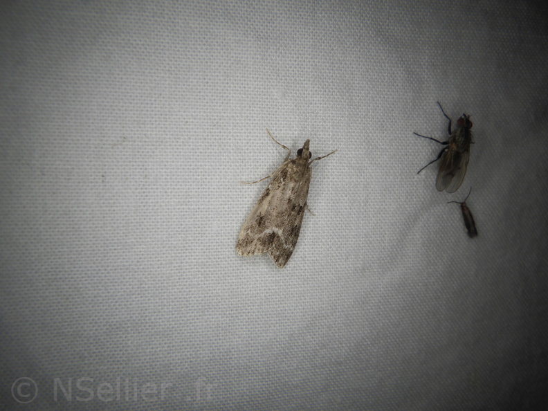Chasse Aux Papillons - Neauphe-sous-Essai - 15-08-2020 - Eudonia mercurella (64).JPG