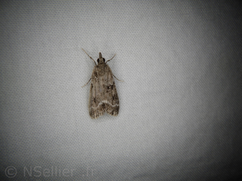 Chasse Aux Papillons - Neauphe-sous-Essai - 15-08-2020 - Eudonia mercurella (72).JPG