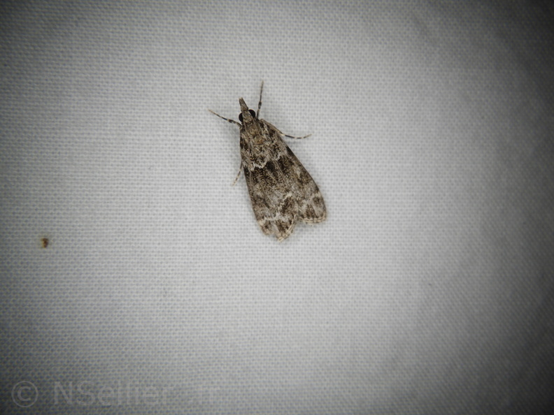 Chasse Aux Papillons - Neauphe-sous-Essai - 15-08-2020 - Eudonia mercurella (91).JPG