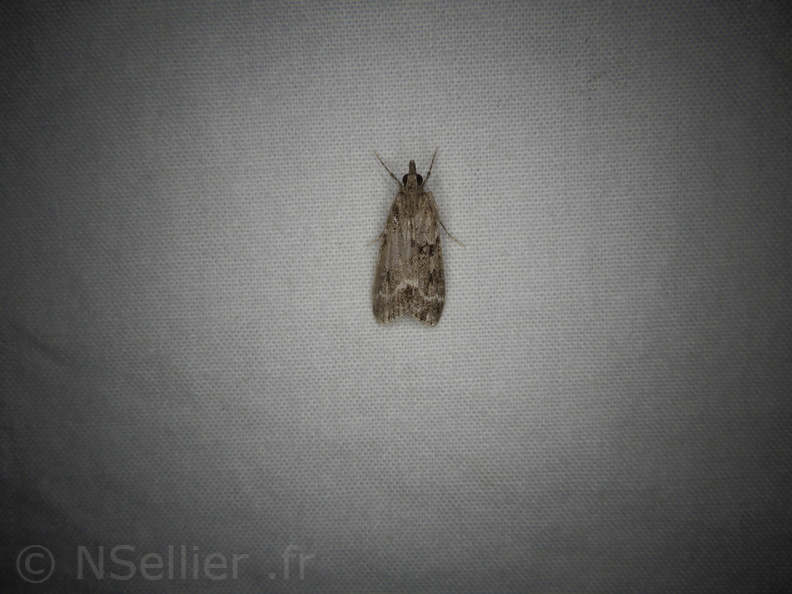 Chasse Aux Papillons - Neauphe-sous-Essai - 15-08-2020 - Eudonia mercurella (93).JPG