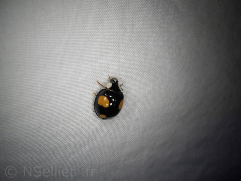 Chasse Aux Papillons - Neauphe-sous-Essai - 15-08-2020 - Harmonia axyridis (85).JPG