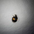 Harmonia axyridis
