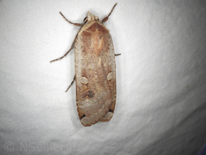Chasse Aux Papillons - Neauphe-sous-Essai - 15-08-2020 - Noctua pronuba (24).JPG