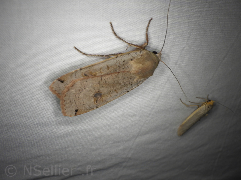 Chasse Aux Papillons - Neauphe-sous-Essai - 15-08-2020 - Noctua pronuba (87).JPG