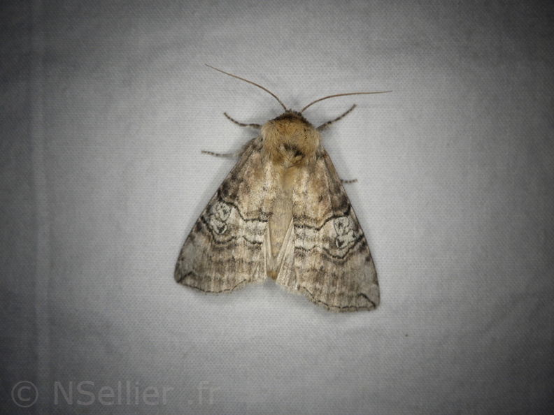 Chasse Aux Papillons - Neauphe-sous-Essai - 15-08-2020 - Tethea ocularis (79).JPG