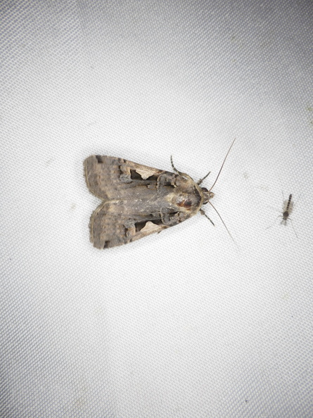 Chasse Aux Papillons - Neauphe-sous-Essai - 15-08-2020 - Xestia c-nigrum (21).JPG