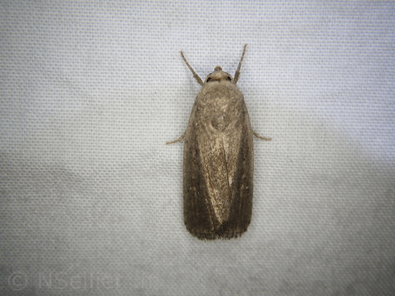 Chasse Aux Papillons - Mouthiers-sur-Boëme - 17-08-2020 - Proxenus hospes (81).JPG