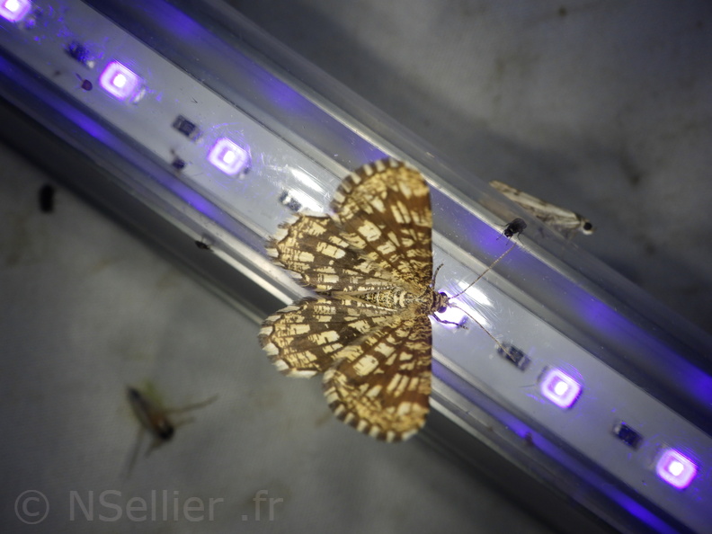 Chasse Aux Papillons - Mouthiers-sur-Boëme - 17-08-2020 - Chiasmia clathrata (70).JPG