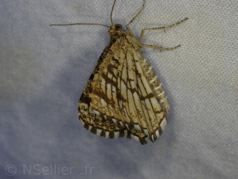 Chasse Aux Papillons - Mouthiers-sur-Boëme - 17-08-2020 - Chiasmia clathrata (127).JPG