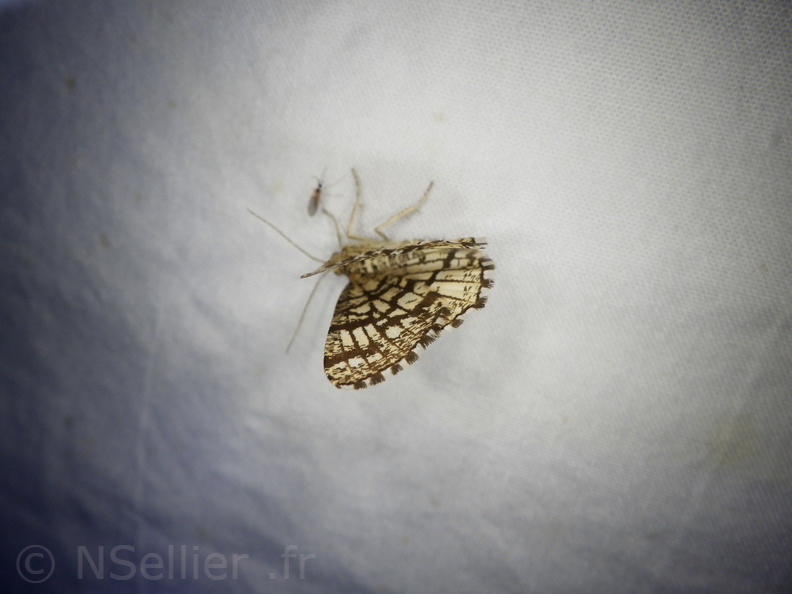 Chasse Aux Papillons - Mouthiers-sur-Boëme - 17-08-2020 - Chiasmia clathrata (154).JPG