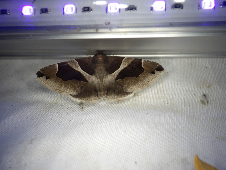 Chasse Aux Papillons - Mouthiers-sur-Boëme - 17-08-2020 - Dysgonia algira (113).JPG