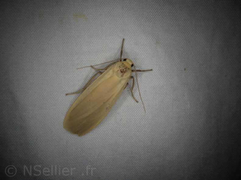 Chasse Aux Papillons - Mouthiers-sur-Boëme - 17-08-2020 - Eilema depressa (64).JPG
