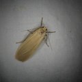 Eilema depressa