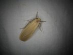 Eilema depressa