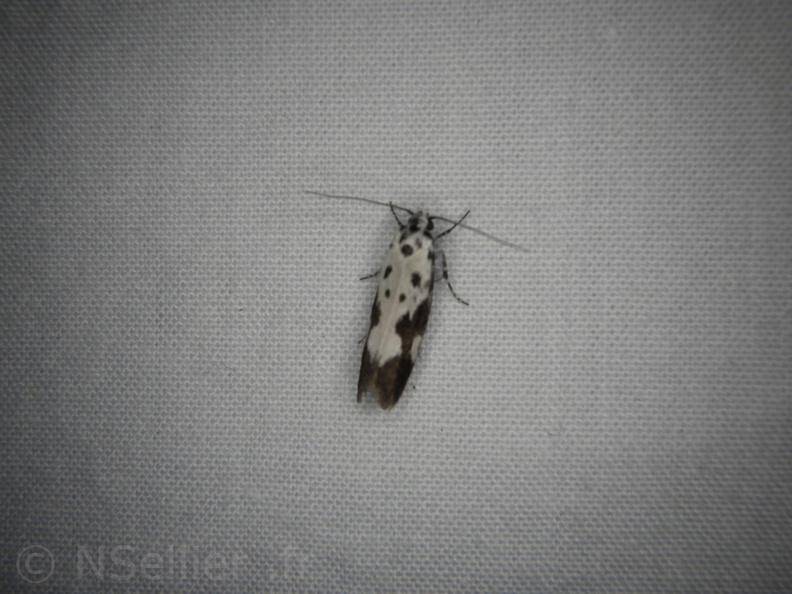Chasse Aux Papillons - Mouthiers-sur-Boëme - 17-08-2020 - Ethmia quadrillella (96).JPG