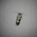 Ethmia quadrillella