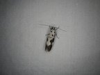 Ethmia quadrillella