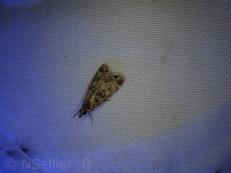Chasse Aux Papillons - Mouthiers-sur-Boëme - 17-08-2020 - Eudonia mercurella (8).JPG