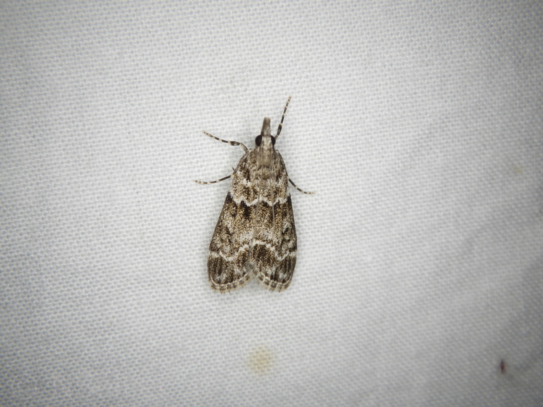 Chasse Aux Papillons - Mouthiers-sur-Boëme - 17-08-2020 - Eudonia mercurella (23).JPG