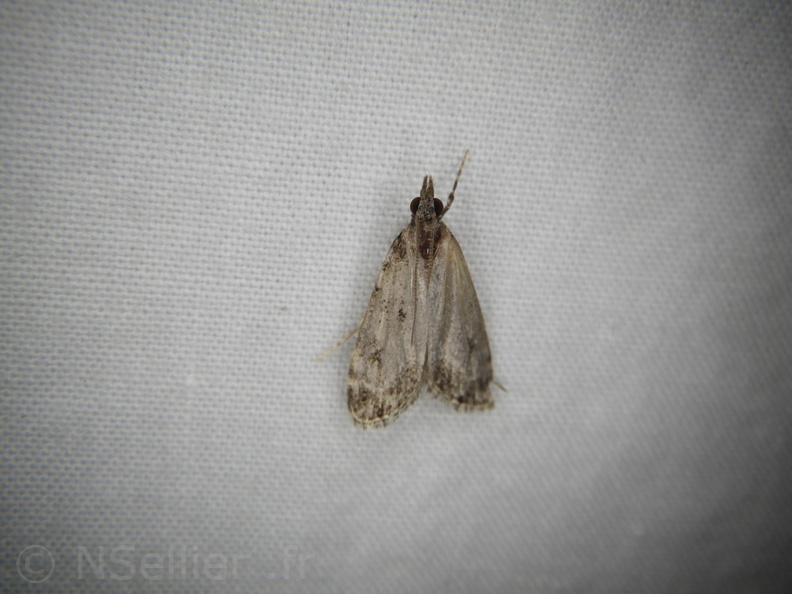 Chasse Aux Papillons - Mouthiers-sur-Boëme - 17-08-2020 - Eudonia mercurella (201).JPG