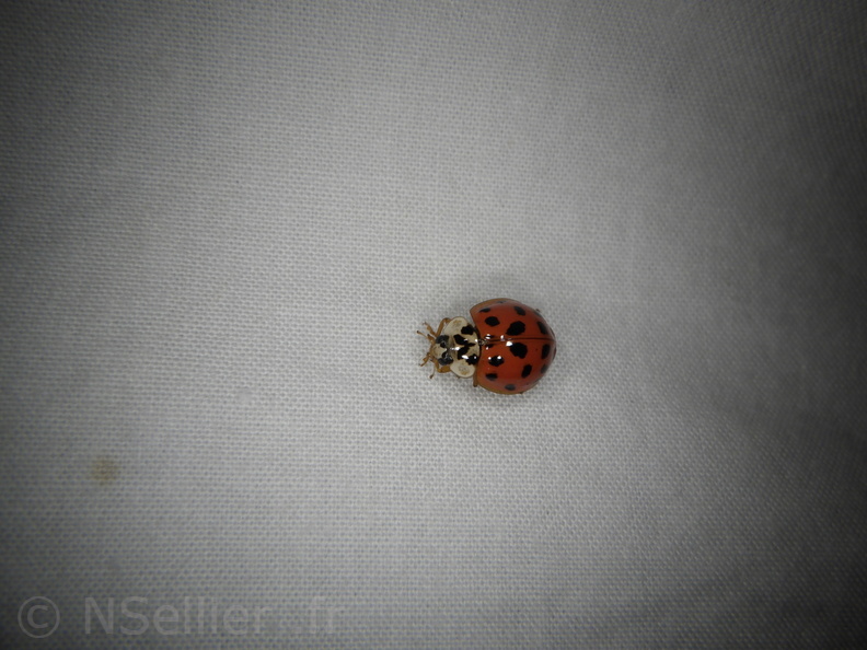Chasse Aux Papillons - Mouthiers-sur-Boëme - 17-08-2020 - Harmonia axyridis (78).JPG
