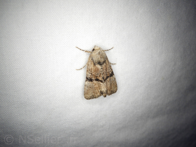 Chasse Aux Papillons - Mouthiers-sur-Boëme - 17-08-2020 - Mesoligia furuncula (66).JPG