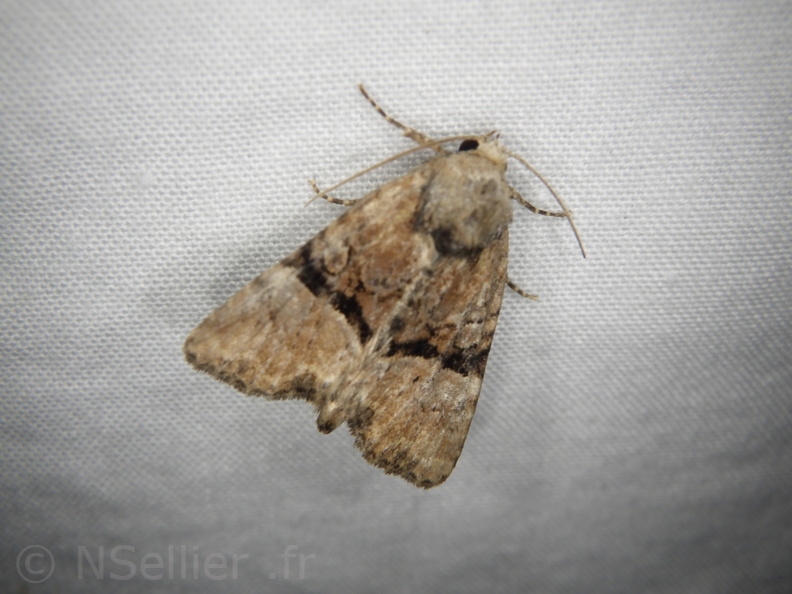 Chasse Aux Papillons - Mouthiers-sur-Boëme - 17-08-2020 - Mesoligia furuncula (92).JPG