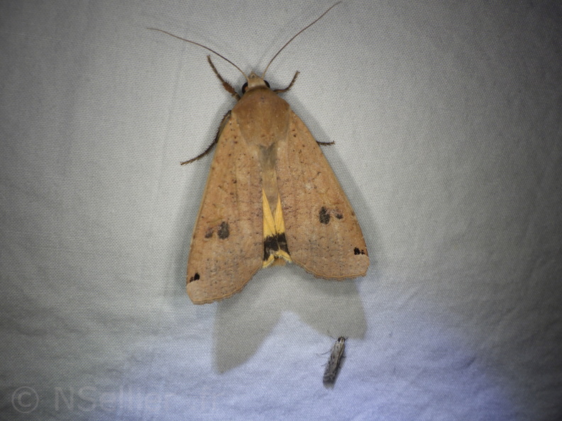 Chasse Aux Papillons - Mouthiers-sur-Boëme - 17-08-2020 - Noctua pronuba (63).JPG