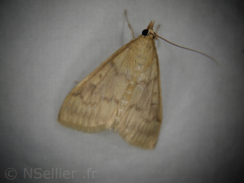 Chasse Aux Papillons - Mouthiers-sur-Boëme - 17-08-2020 - Ostrinia nubilalis (37).JPG