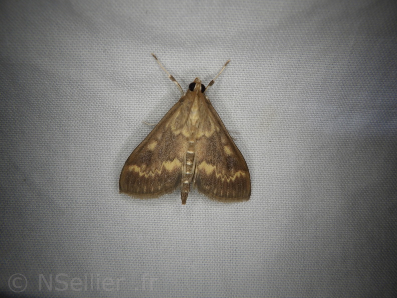 Chasse Aux Papillons - Mouthiers-sur-Boëme - 17-08-2020 - Ostrinia nubilalis (39).JPG
