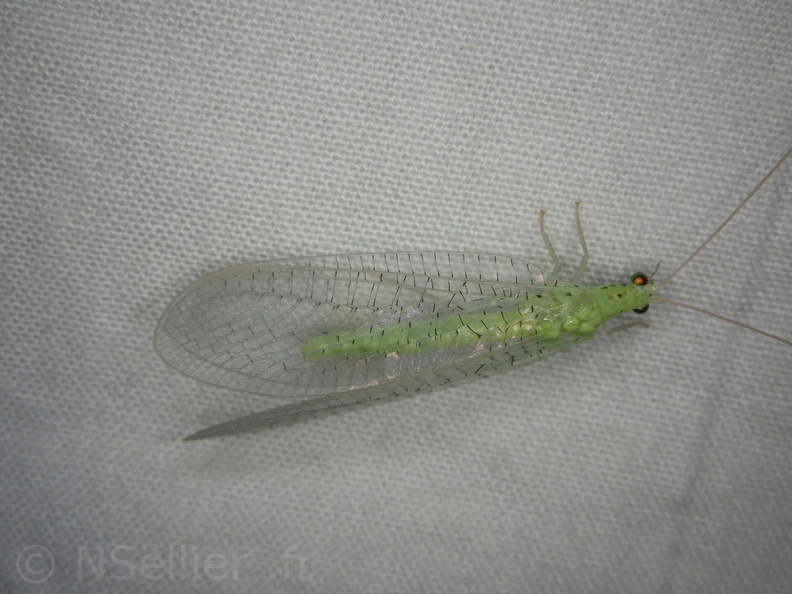 Chasse Aux Papillons - Mouthiers-sur-Boëme - 17-08-2020 - Pseudomallada prasinus (152).JPG