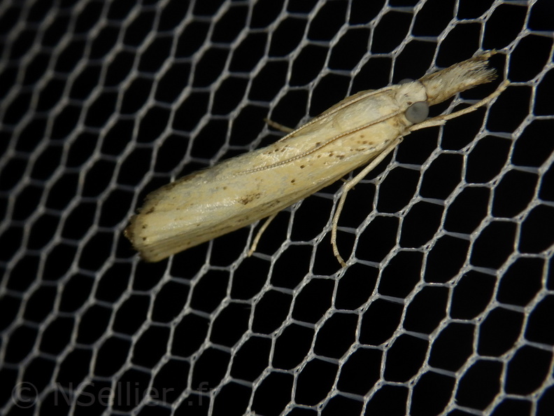 Chasse Aux Papillons - Palaja - 21-08-2020 - Agriphila inquinatella (38).JPG