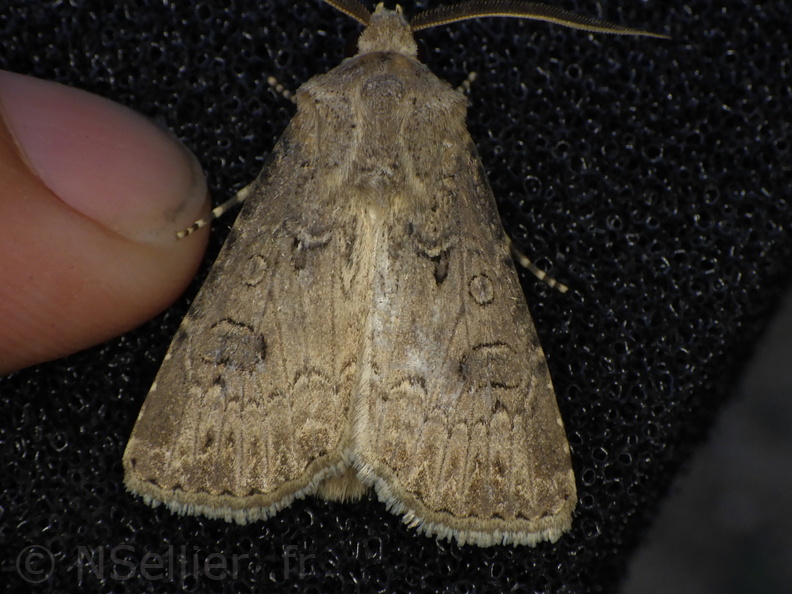 Chasse Aux Papillons - Palaja - 21-08-2020 - Agrotis bigramma (27).JPG