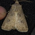 Agrotis bigramma