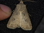 Agrotis bigramma