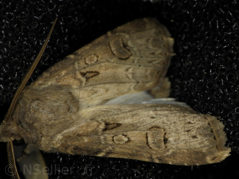 Chasse Aux Papillons - Palaja - 21-08-2020 - Agrotis bigramma (36).JPG