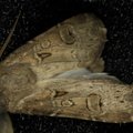 Agrotis bigramma