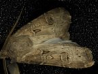 Agrotis bigramma