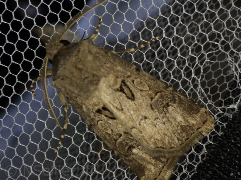 Chasse Aux Papillons - Palaja - 21-08-2020 - Agrotis bigramma (48).JPG