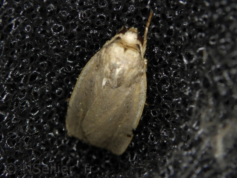 Chasse Aux Papillons - Palaja - 21-08-2020 - Proxenus hospes (43).JPG