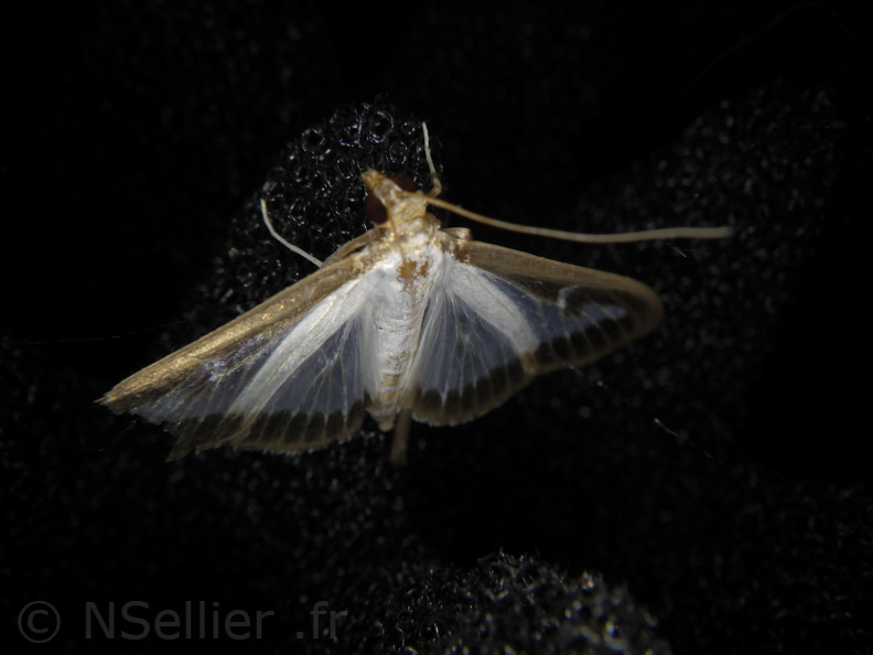 Chasse Aux Papillons - Palaja - 21-08-2020 - Cydalima perspectalis (75).JPG