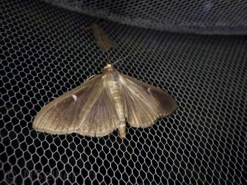 Chasse Aux Papillons - Palaja - 21-08-2020 - Cydalima perspectalis (93).JPG