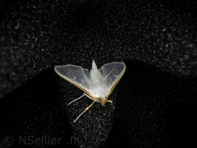Chasse Aux Papillons - Palaja - 21-08-2020 - Palpita vitrealis (70).JPG